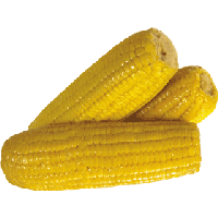 Corn Plant Transparent Hq Png Download Freepngimg