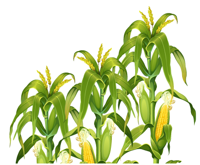 Download Corn Field HQ PNG Image | FreePNGImg