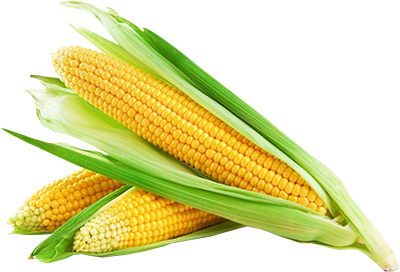 Corn Cob PNG Image