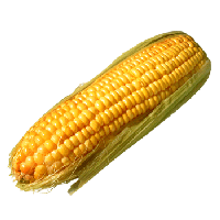 Corn Png Image PNG