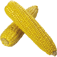 Corn Png Image PNG