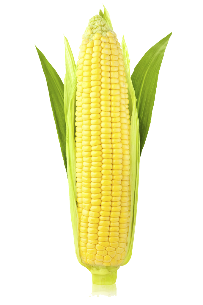 Corn Png Image PNG Image