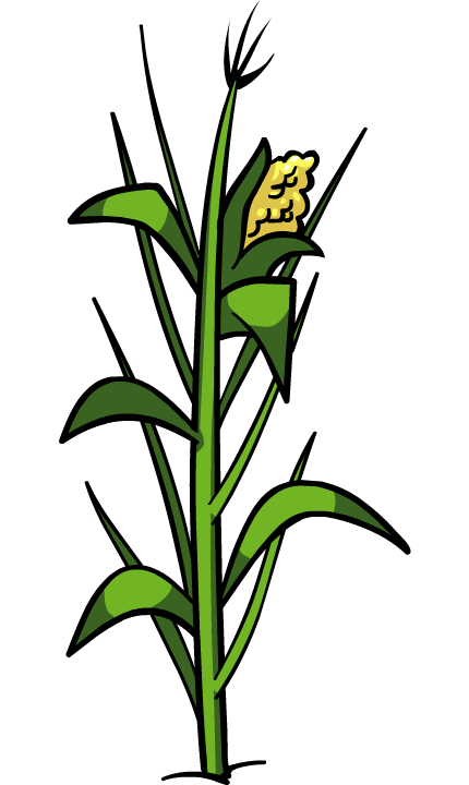 Corn Plant File PNG Image