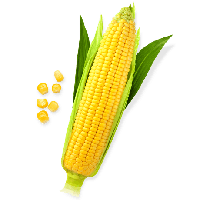 corn plant png