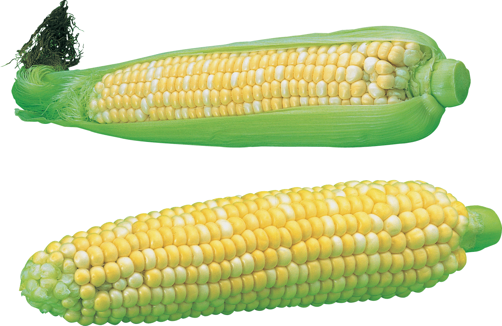 Corn Png Image PNG Image