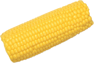 Corn Cob Clipart PNG Image