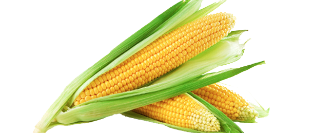 Sweet Corn Image PNG Image
