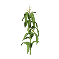 Corn Plant Clipart Transparent PNG Image
