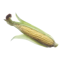 Corn Png Transparent PNG Image