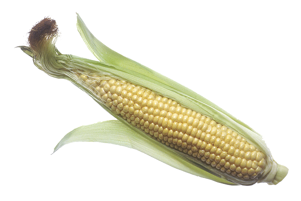 Corn Png PNG Image