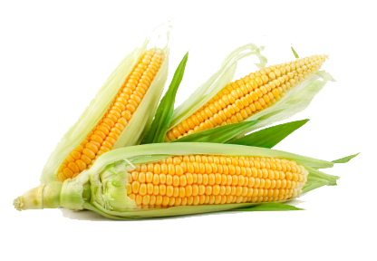 Corn Transparent PNG Image