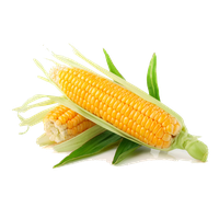 Corn Transparent PNG Image