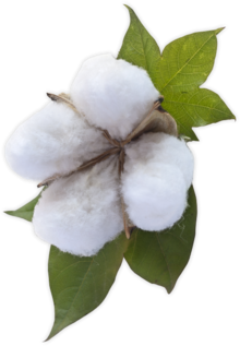 Cotton Transparent PNG Image