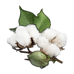 Cotton Transparent PNG Image