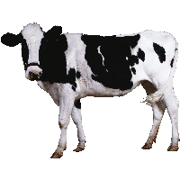 Cow Png Image PNG Image