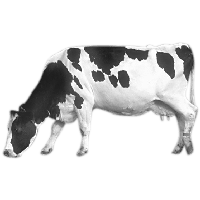 cow png images