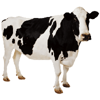Download Cow Free PNG photo images and clipart | FreePNGImg