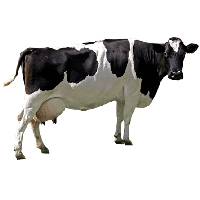 Cow Png Image PNG Image