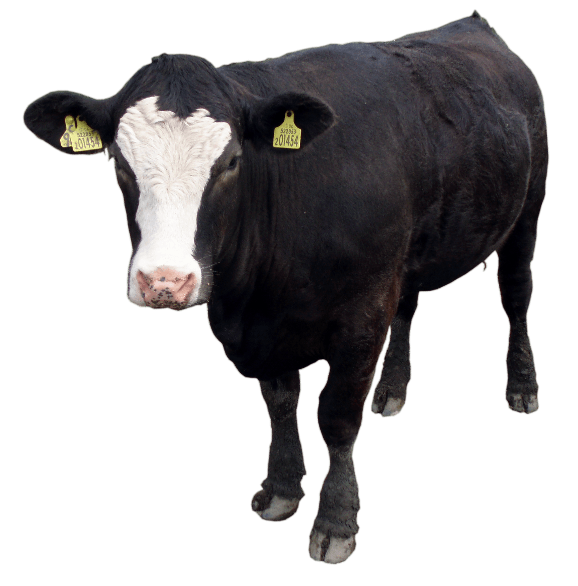 Black Cow Png Image Download Picture PNG Image