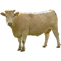 Beige Cow Png Image PNG Image