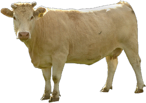 Beige Cow Png Image PNG Image