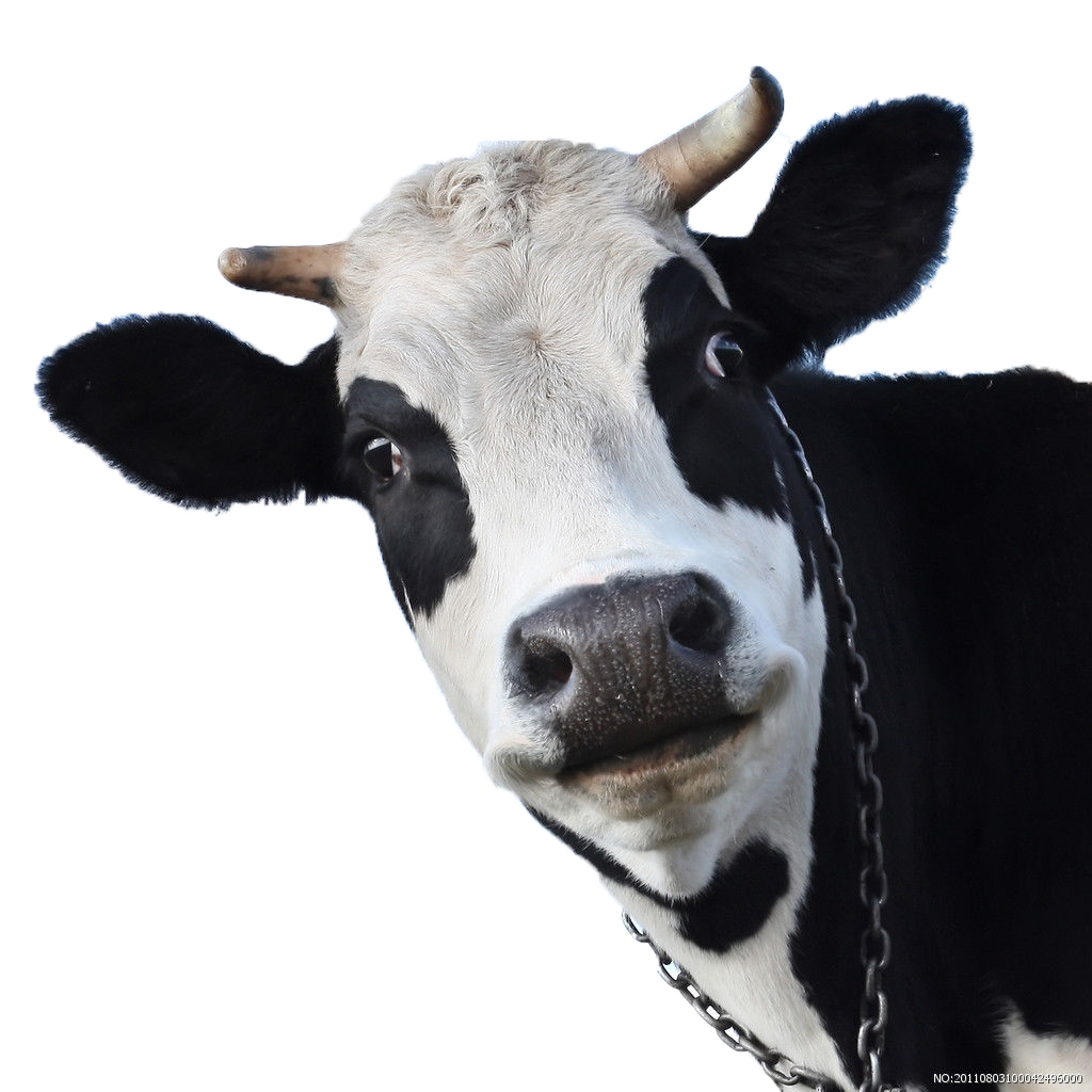 Sheep Friesian Cow Wallpaper Milk Cows Cattle PNG Image
