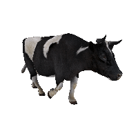 Cow Png Image PNG Image