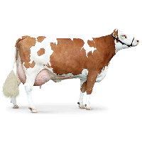 Brown Cow Png Image PNG Image