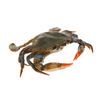 Crab Picture PNG