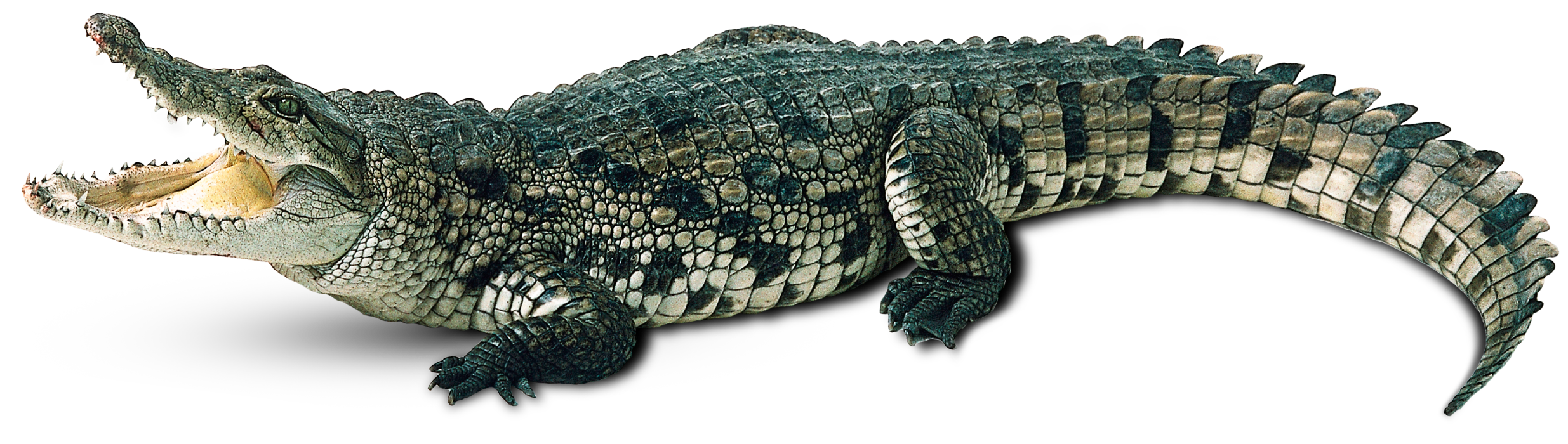 Crocodile Free Png Image PNG Image