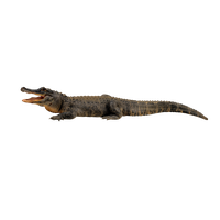 Download Crocodile Free Png Photo Images And Clipart Freepngimg