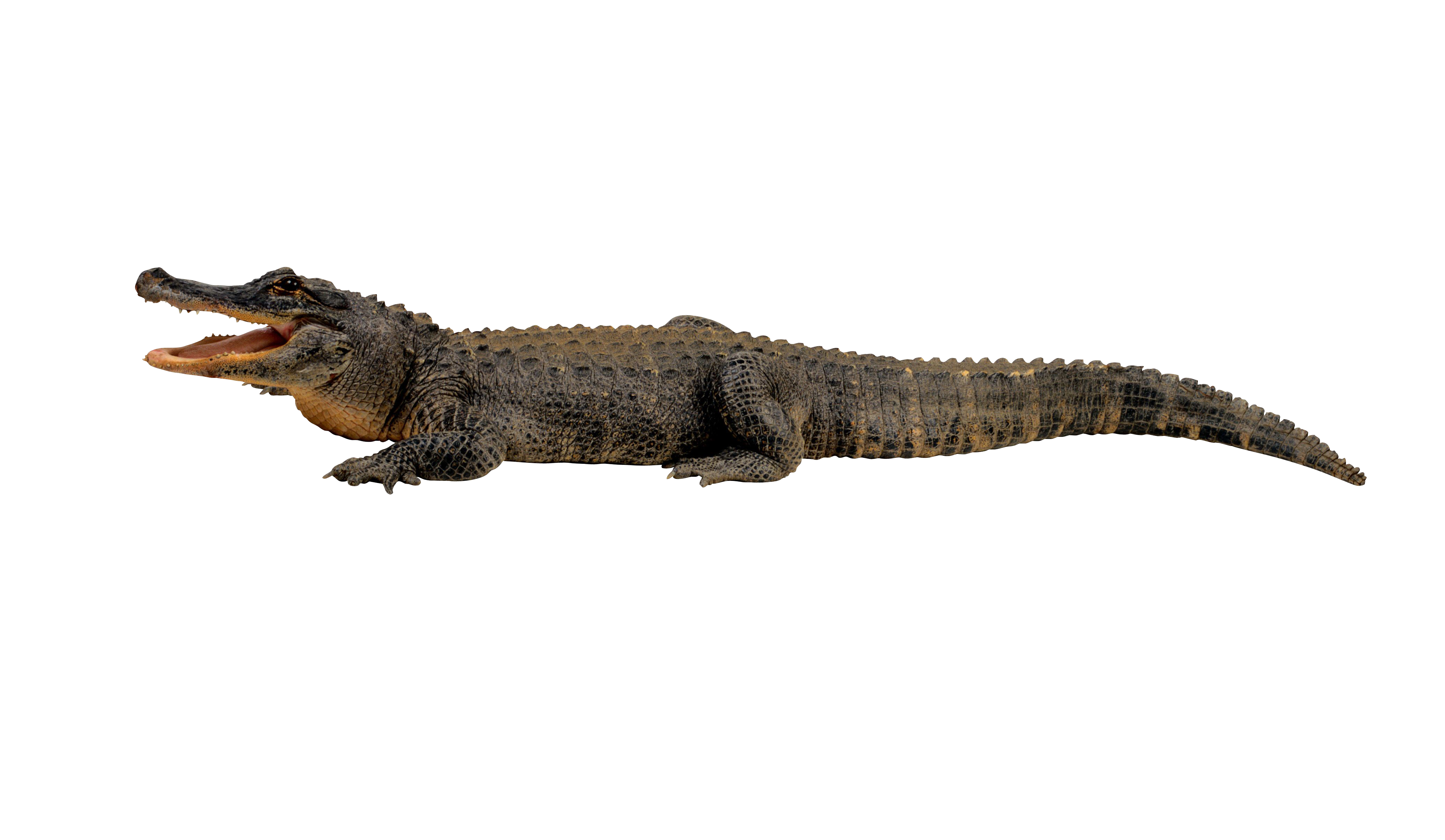 Crocodile Transparent PNG Image