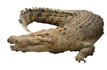 Crocodile Picture PNG Image