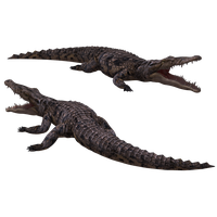 download crocodile free png photo images and clipart freepngimg download crocodile free png photo