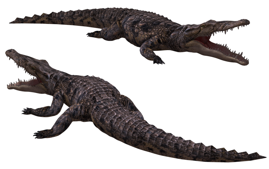 Crocodile Png Image PNG Image