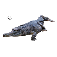 download crocodile free png photo images and clipart freepngimg download crocodile free png photo