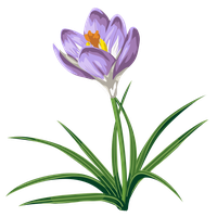Crocus Transparent PNG