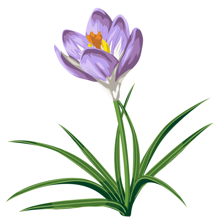 Crocus Transparent PNG Image