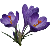 Crocus Png File Transparent PNG Image