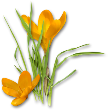 Crocus Png Hd Transparent PNG Image