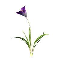 Crocus Free Png Image PNG