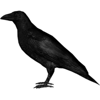 Crow Png Image PNG