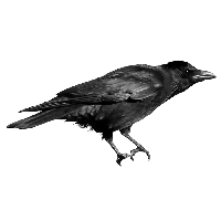 Crow Png Image PNG