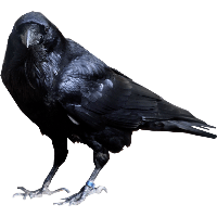 Crow Png Image PNG