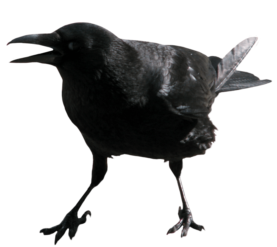 Crow Png Image PNG Image