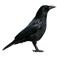 Crow Png Image PNG