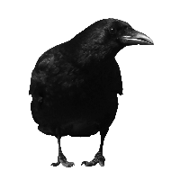 Download Crow Free PNG photo images and clipart | FreePNGImg