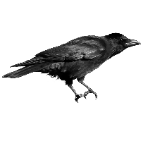 Crow Png Image PNG