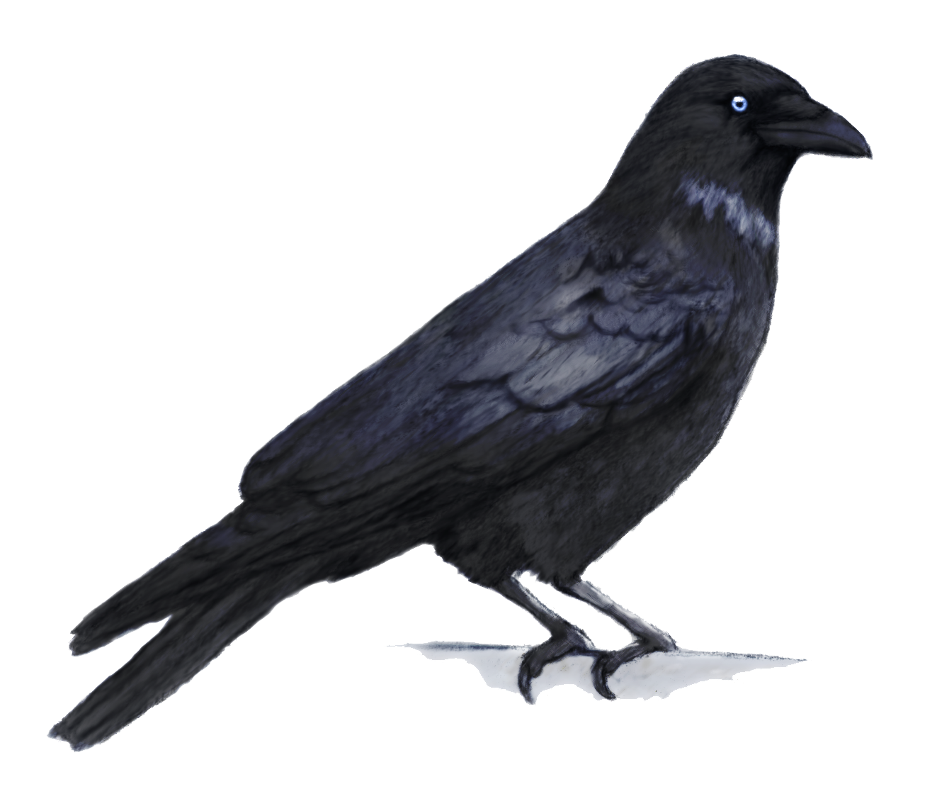 Crow Png PNG Image