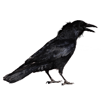 Crow Png Image PNG